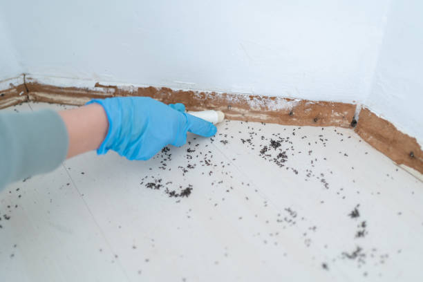 Best Bed Bug Extermination  in Delmont, PA