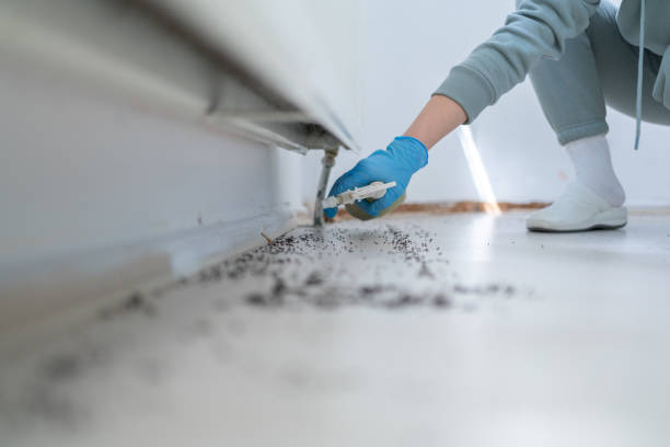 Wasp Removal Services in Delmont, PA